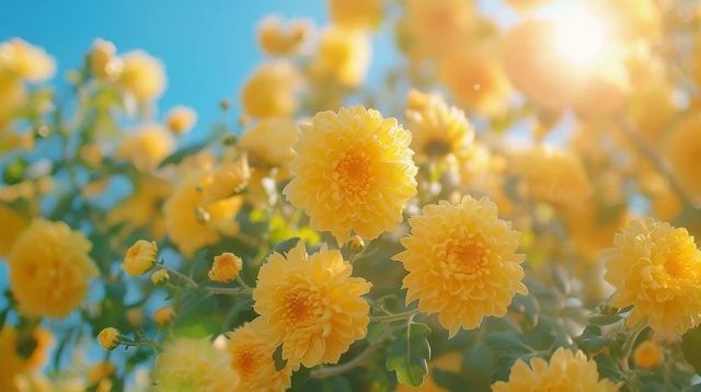 四季養(yǎng)花常識(shí)(四季常識(shí))