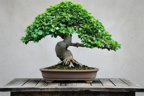 生活中的風(fēng)水小常識(shí)(風(fēng)水是不是生活常識(shí))