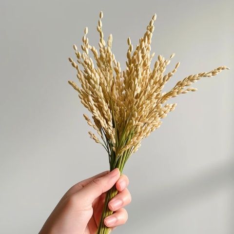日本大米短缺緣由離譜，竟將責(zé)任推給中國(guó)？實(shí)情并非如此