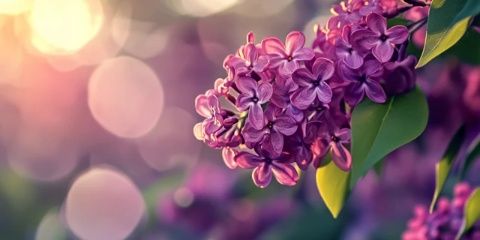 新手必看！丁香花進口的全面指南~