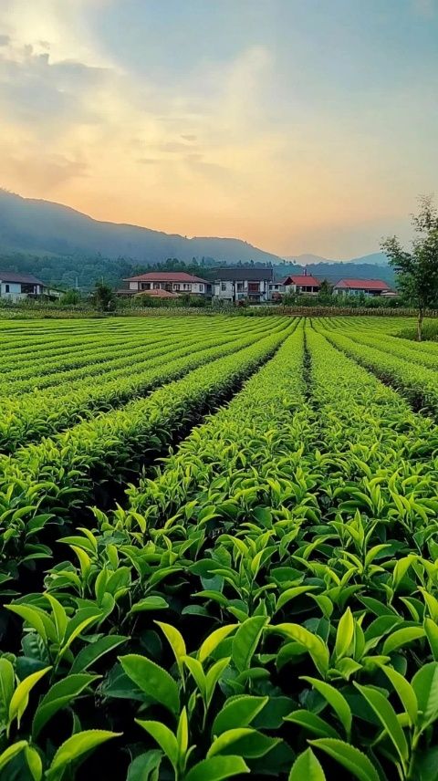 遼寧蔬菜價(jià)格六連漲：種植結(jié)構(gòu)調(diào)整與極端天氣的雙重考驗(yàn)