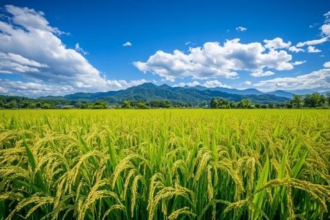 市南區(qū)艷陽高照！美食美景等你來探秘！