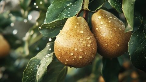 小凍梨領(lǐng)銜美食大戰(zhàn)：誰是最后的勝者？