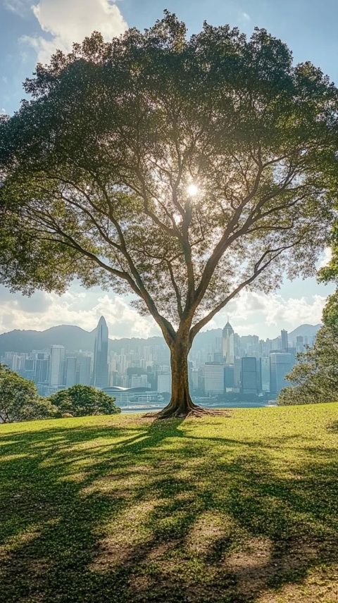 探秘香港之旅：奧運健兒溫情瞬間與城市風(fēng)光的完美邂逅