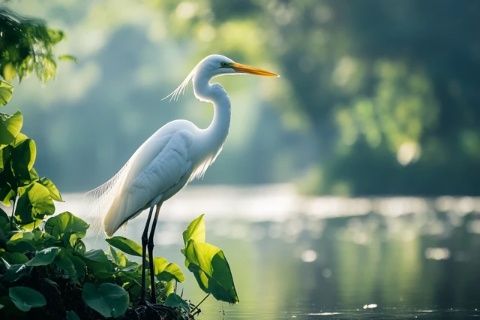 思南沙洲回憶錄：重現(xiàn)白鷺之舞，傳承文化記憶的復(fù)興之旅