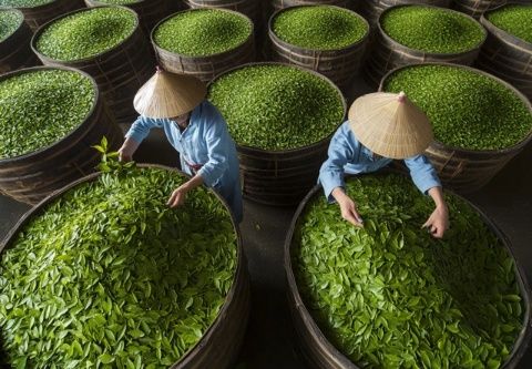 樹葉變佳肴，探索樹葉烹飪新天地