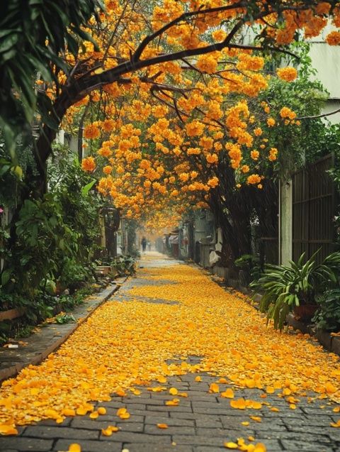 成都的市樹是什么？我國其他城市的市樹、市花都有哪些？