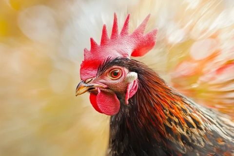 公雞如何免疫蜈蚣毒性的秘密：進化與天然防御機制的揭示