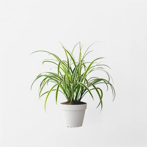 吊蘭盆景：兼顧美觀與空氣凈化的室內(nèi)植物養(yǎng)護(hù)指南
