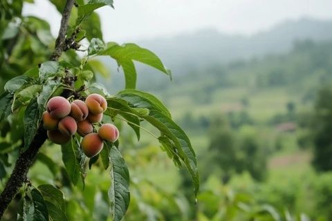 雄升農(nóng)業(yè)帶你全面了解魔芋生長全過程