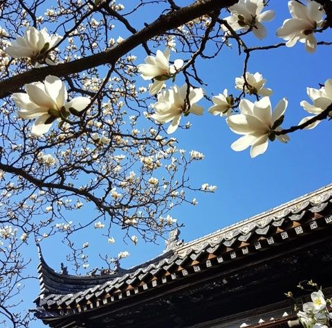 三月賞花踏青去哪兒？揚州美景美食等你來！
