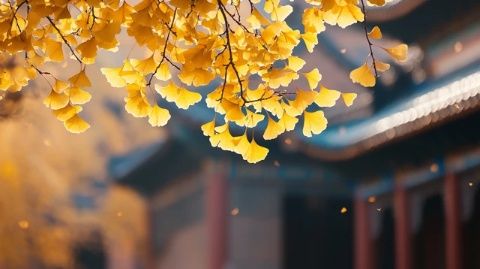 秋日風(fēng)光：北京紫禁城四周百花齊放