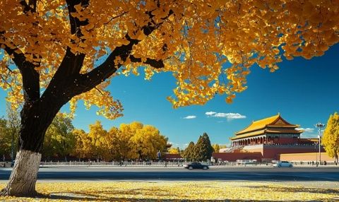 秋日風(fēng)光：北京紫禁城四周百花齊放