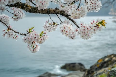 花開時(shí)節(jié)，春天來臨的象征