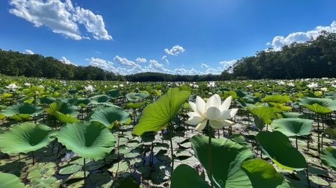 金湖荷花節(jié)：江蘇淮安生態(tài)旅游盛宴