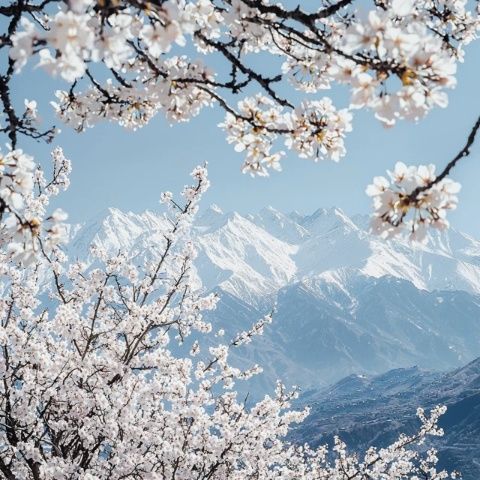 蘭州桃花旅游節(jié)活動知多少？
