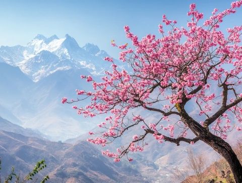 櫻山花谷位于揭西縣京溪園鎮(zhèn)，每年2-3月，漫山遍野的櫻花將這里變成花的海洋