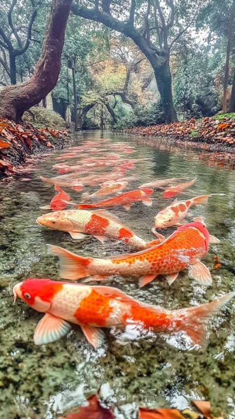木魚(yú)鎮(zhèn)冷水魚(yú)天堂——野人飯店，美味與環(huán)境兼得的絕佳選擇！