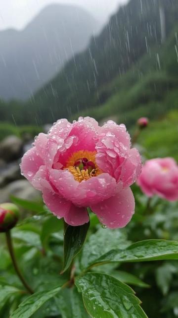 洛陽(yáng)牡丹譽(yù)滿天下，美食之城名副其實(shí)