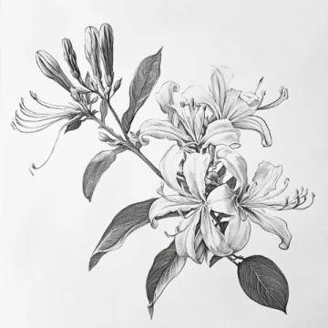 金銀花標(biāo)準(zhǔn)化種植技巧與常識(shí)