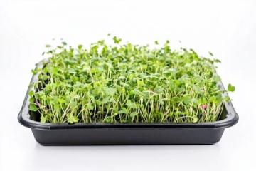 蔬菜發(fā)芽小常識：知道這些才是安全的吃法！
