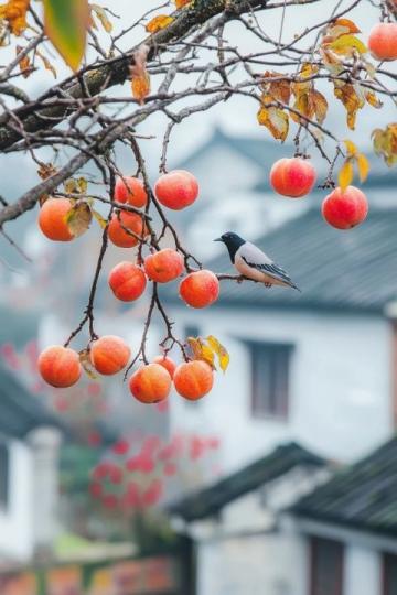 我愛的古鎮(zhèn)不多，和順算一個,理由有三一是美食多，二是古鎮(zhèn)古，三是文化深
