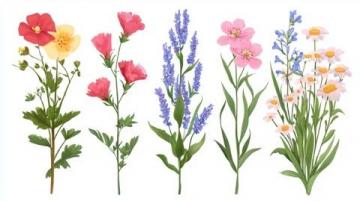 花草知識(shí)大會(huì)：花卉百態(tài)趣味