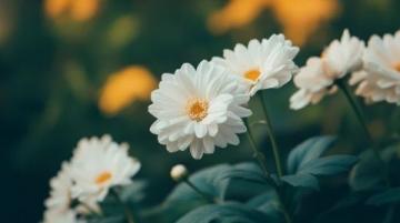 如何養(yǎng)出大花球:菊花養(yǎng)殖技巧全面指南