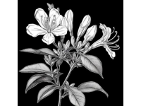 金銀花標(biāo)準(zhǔn)化種植技巧與常識(shí)
