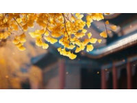北京的秋天一場(chǎng)絢爛的金色盛宴: 一份美景 美食與寧靜。