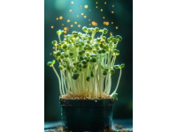 蔬菜發(fā)芽小常識：知道這些才是安全的吃法！