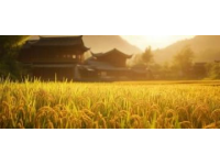 通過一道美食猜你的家鄉(xiāng)是哪里？桂林米粉透露秘密