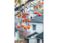我愛的古鎮(zhèn)不多，和順算一個,理由有三一是美食多，二是古鎮(zhèn)古，三是文化深