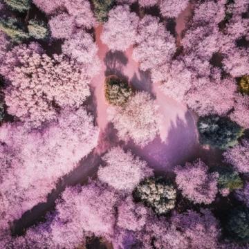 廣州賞花攻略：秋日里的粉色秘境，滿城異木棉等你來發(fā)現(xiàn)