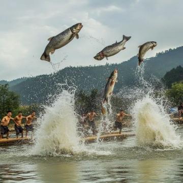 商丘糟魚探秘之旅：繞道百公里的味蕾冒險與意外挫折