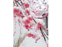 春節(jié)景區(qū)活動(春節(jié)來臨之際，各地景區(qū)相聚開始準(zhǔn)備春節(jié)活動)