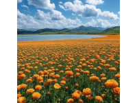 松花湖畔：藍天、綠地與綻放的山花，沉浸在自然的美好之中