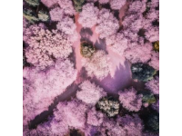 廣州賞花攻略：秋日里的粉色秘境，滿城異木棉等你來發(fā)現(xiàn)