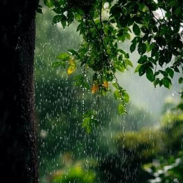 春雨滋潤萬物，彰顯生命的意義