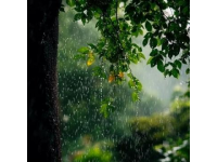 春雨滋潤(rùn)萬物，彰顯生命的意義