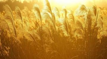 黃河口秋季盛宴:東營大閘蟹的黃金時(shí)刻