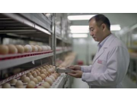 異鄉(xiāng)游子最思念的家鄉(xiāng)味道：湛江白切雞的故事