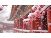 春節(jié)期間來(lái)成都，這幾個(gè)賞花好去處你不可錯(cuò)過！