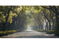 2025年2月1日：探索晨光中的合肥濱湖國家森林公園