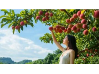 合江荔枝：盛夏限定的甜蜜美味，一口甜到心坎里