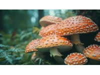 南寧必嘗的特色菜肴是哪些？