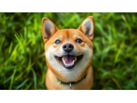 柴犬養(yǎng)護(hù)入門(mén)：品種特性及基礎(chǔ)常識(shí)詳解