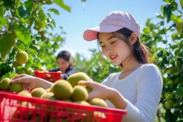 英德探秘：一家只做一道菜的農(nóng)莊，無花果浸大騸雞的獨特魅力