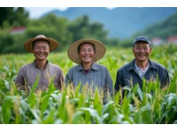 一根玉米，一百種鄉(xiāng)音：中國玉米的奇妙語言密碼