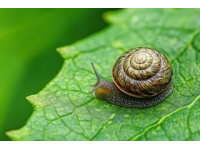 蝸牛：這個(gè)常被我們?cè)谟旰蟛輩仓衅骋?jiàn)的小家伙